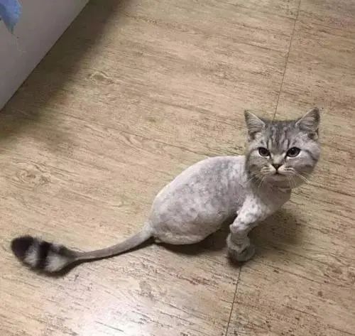 为猫咪刮毛可能害了猫，有喵因此抑郁！37度高温来袭如何?；っ?图12)