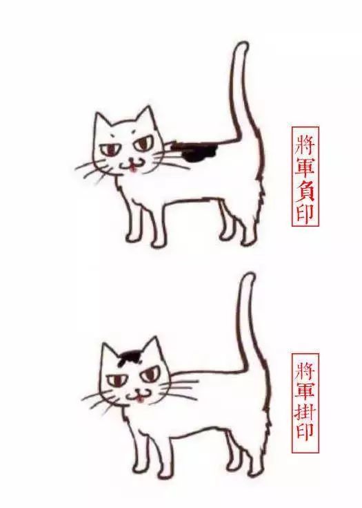 中国人最喜欢养的五种猫！你家主子入选了吗？(图9)