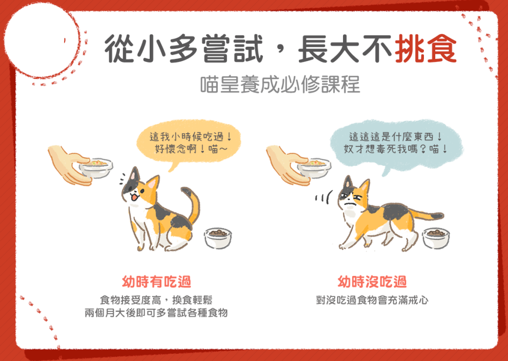 你喂了好几年的喂猫方法，真的错了！从小这么喂才是喵皇(图5)