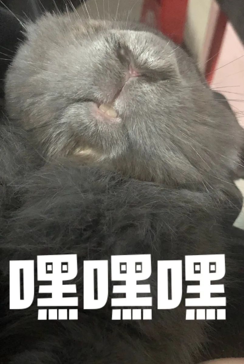 我的兔子秃了该怎么办？(图11)