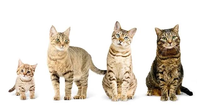 猫咪几岁算老猫？这样喂猫，能让主子活上「百岁」(图4)