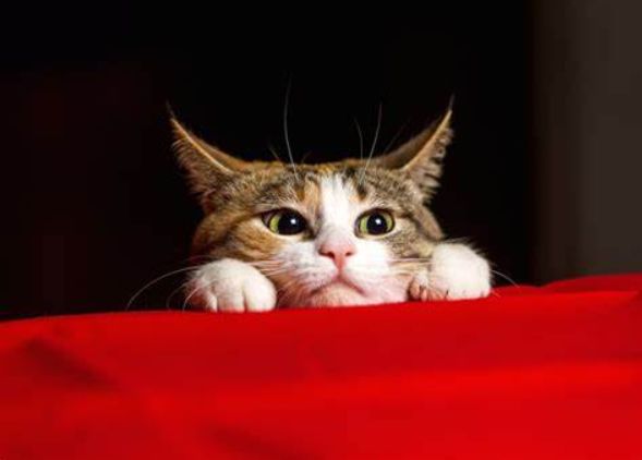 这样逗猫恐伤害猫咪自尊，导致抑郁生?。∩宰鞯髡梢痪倭降?图1)