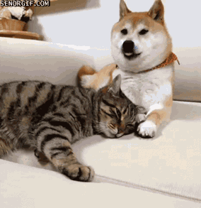 向猫说「我爱你」的正确方式！真爱猫就别让他只吃猫粮(图3)