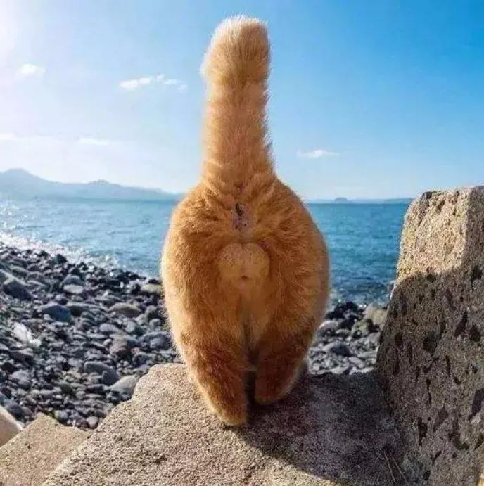猫主子的尿正常吗？这几件事可判断！只花2毛钱就能测试(图1)
