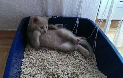 猫砂选不对，猫咪健康受损害！做好这件事避免猫膀胱发炎(图8)