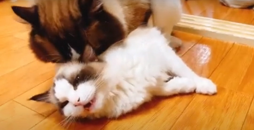 3万元布偶猫配种时跳楼死亡！做好一件事，猫狗寿命增加三成(图5)