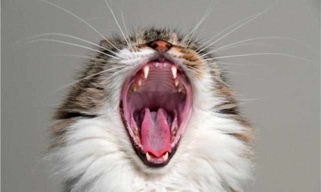 猫咪有洁癖，猫窝必定要干洁哦！