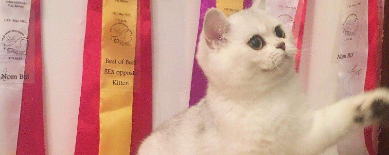 猫咪忽然没有吃猫粮