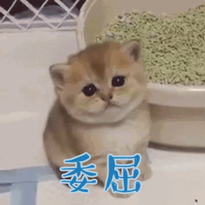 猫砂选不对，猫咪健康受损害！做好这件事避免猫膀胱发炎(图4)