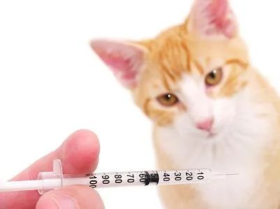 全国多地狂犬病疫苗缺货！脚有伤口踩到猫屎，要打疫苗吗？(图1)