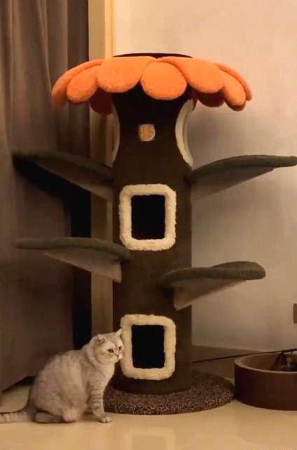 如此喂食不是爱猫是害猫，三分之一猫咪受害！钟南山也不这样喂(图3)