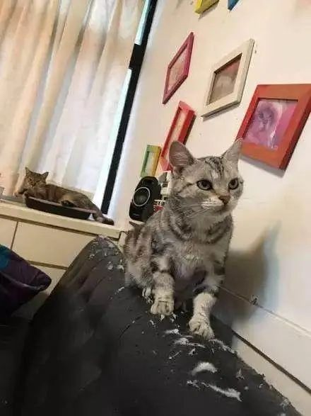 猫咪拆家搞破坏，可能因为想你了！(图3)