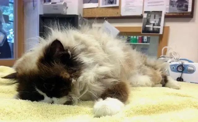 布偶两年没洗澡猫毛打结半斤重，被主人抛弃！养长毛猫做好这些事(图1)