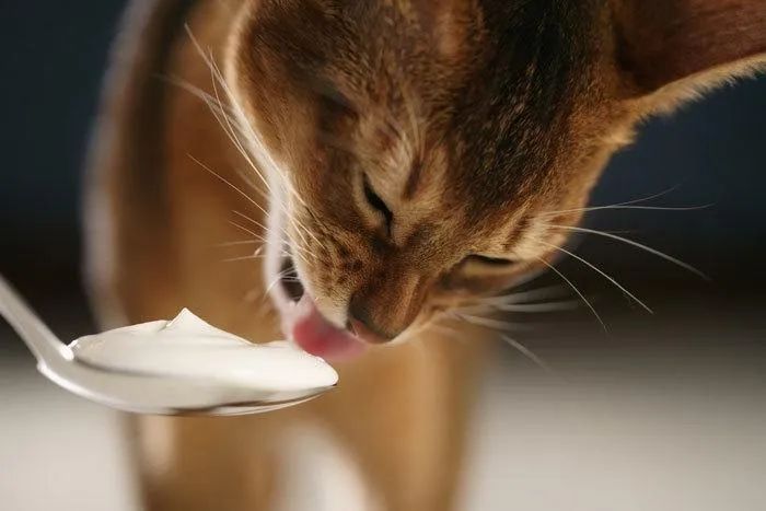 最新科研实锤猫咪吃它更健康，不只有益肠胃！你家主子吃了吗？(图1)