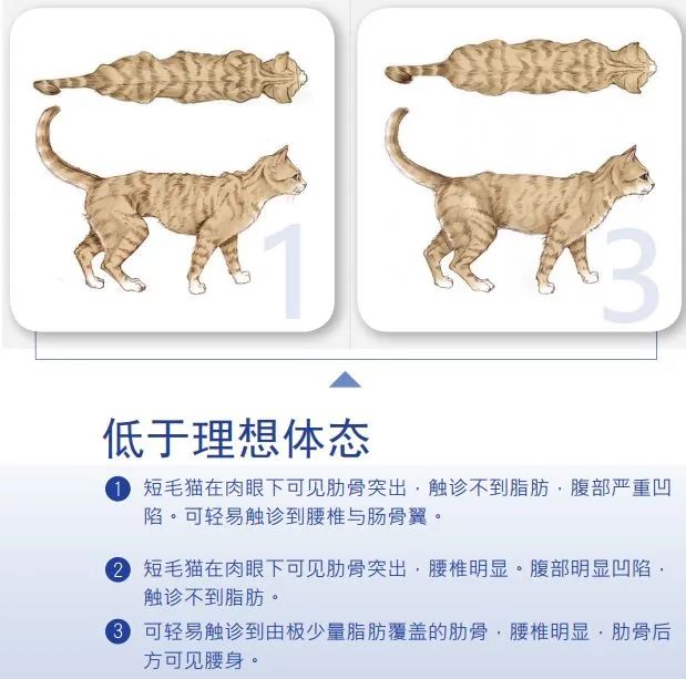 如此喂食不是爱猫是害猫，三分之一猫咪受害！钟南山也不这样喂(图7)