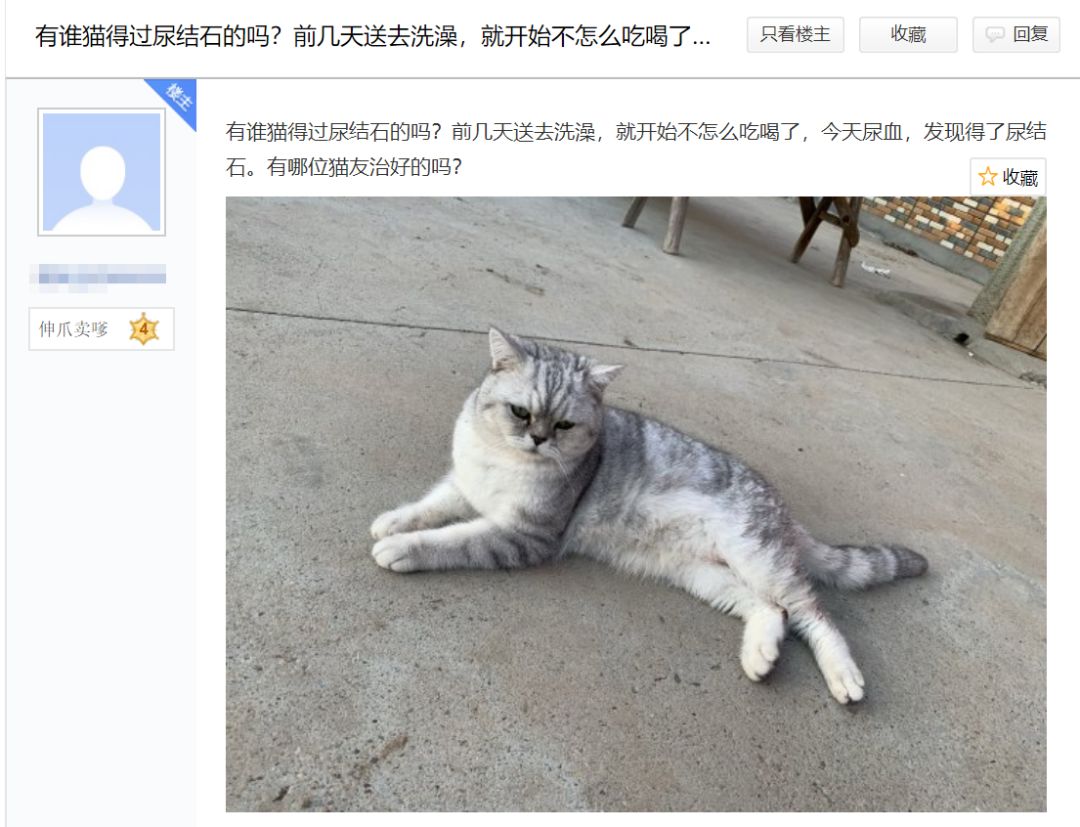 送猫咪去洗澡，竟被吓得尿结石！学会这些方法避免猫咪应激生病(图1)