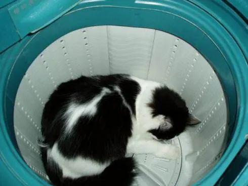洗衣机又杀死了一只猫！养猫家庭洗衣服前，有件事不能偷懒(图11)