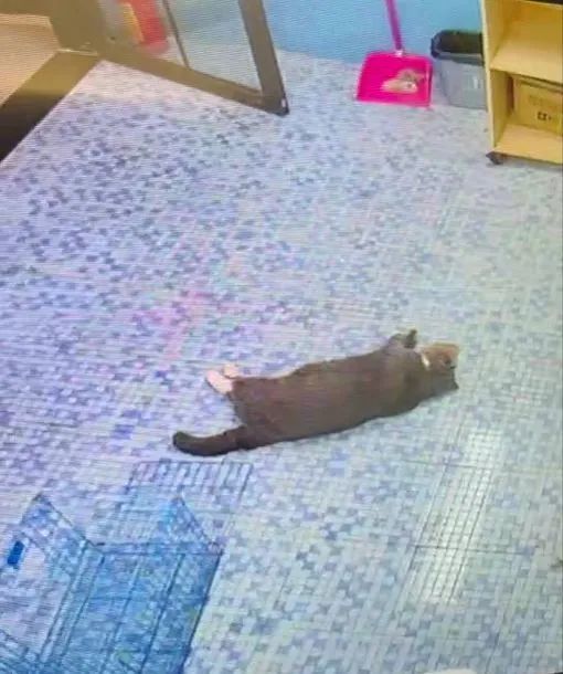 猫咪洗澡后这一步骤完全没必要！又有几只猫接连因此不幸死亡(图1)