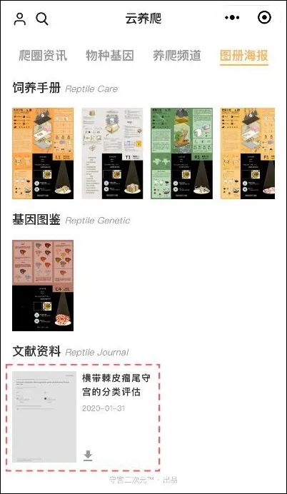 瘤尾守宫市场迎来新机遇，红眼白化“石头人”降生！(图9)