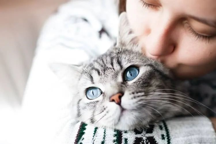 最新科研实锤猫咪吃它更健康，不只有益肠胃！你家主子吃了吗？(图4)