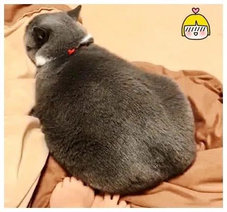 最新研究！冬天跟狗或猫一起睡，比与人同床共眠好处更大(图1)