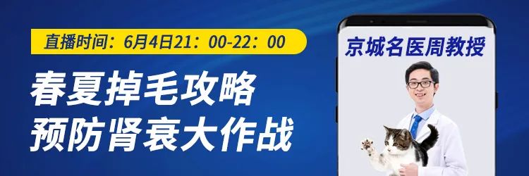 一周内两只猫外出洗澡，一死一伤！带猫去洗澡必须做好两件事(图13)