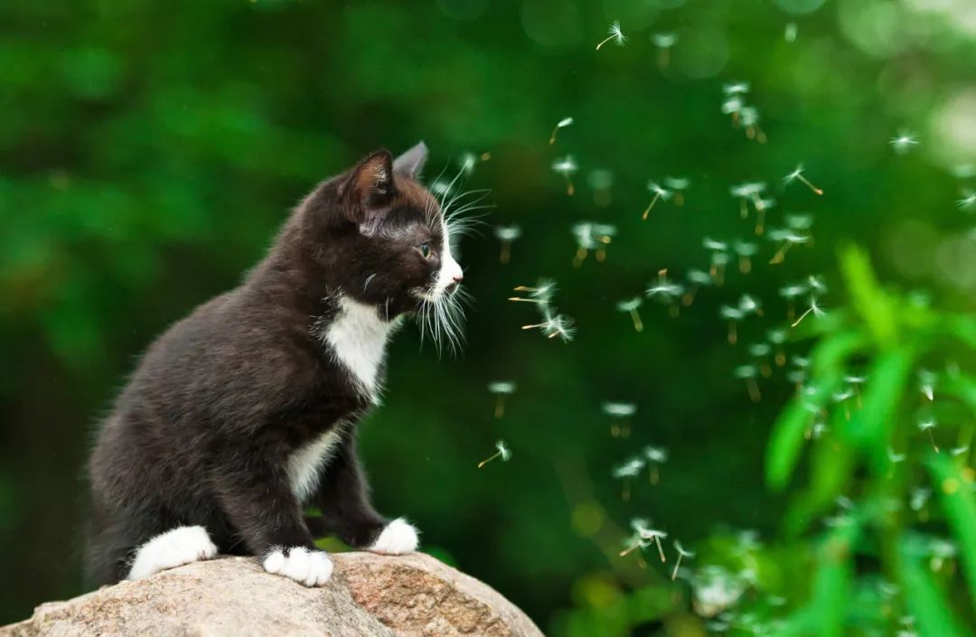 蚊子没赶跑，小奶猫反而被毒死了！夏天这样驱蚊才不伤猫(图8)
