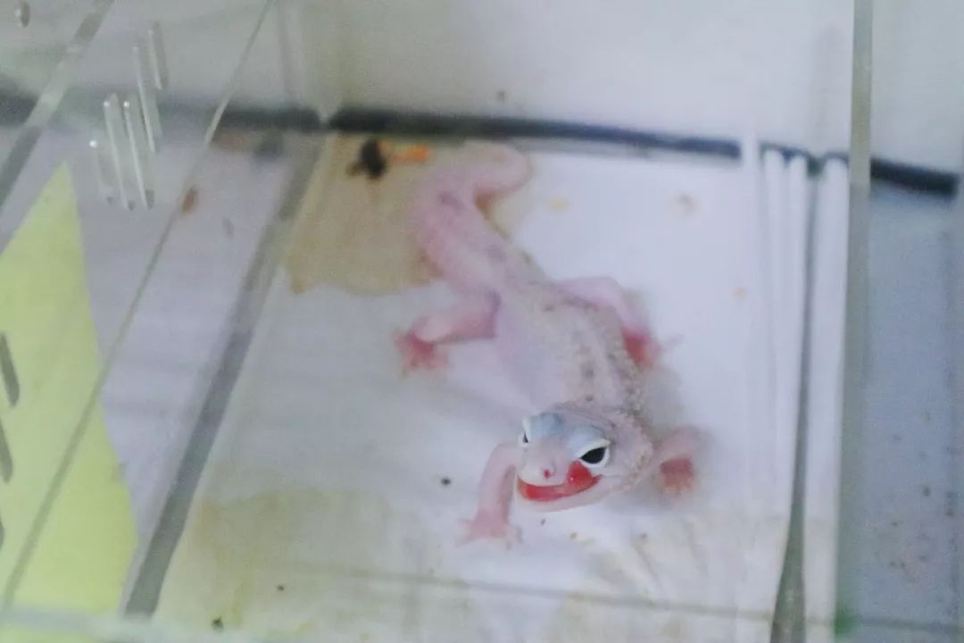 别的女生桌上是各种美妆杂志和化妆品，养爬妹子的桌上确放着豹纹守(图6)