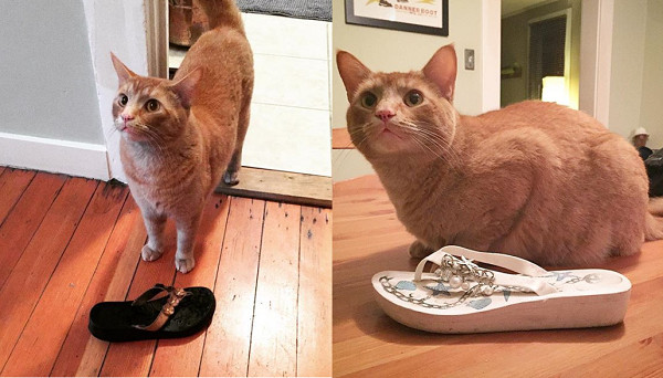 足味癖萌猫博偷街坊鞋子 主人说 一车战利品 迎接认领