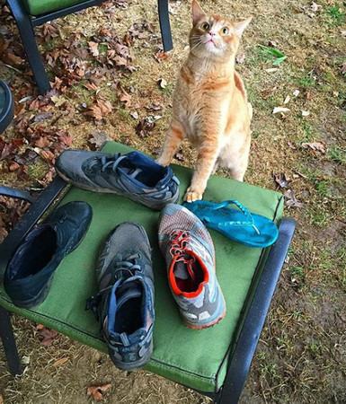 足味癖萌猫博偷街坊鞋子 主人说 一车战利品 迎接认领