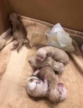 7只刚刚出身的小狗被丢废物桶 32℃曝晒险死！狠女唾弃绘面曝光