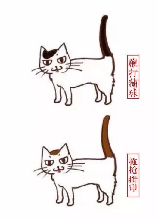 中国人最喜欢养的五种猫！你家主子入选了吗？(图8)