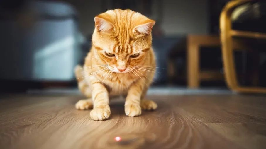这样逗猫恐伤害猫咪自尊，导致抑郁生病！稍作调整可一举两得(图6)