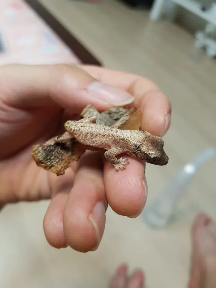 莉莉白新表型还是隐藏新基因？韩国网友孵化的银白灰斑睫角守宫(图3)