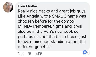 豹纹守宫新眼部变异史矛革基因成谜，品系名称又引争议！(图2)
