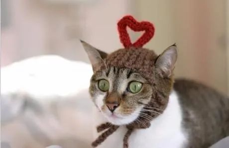 向猫说「我爱你」的正确方式！真爱猫就别让他只吃猫粮(图7)