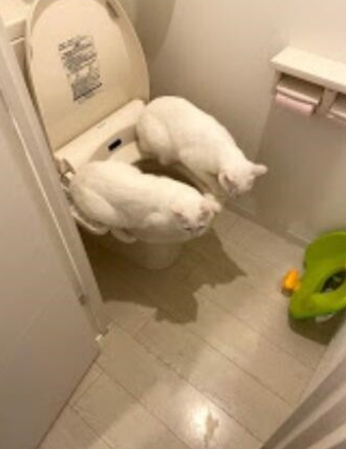 让猫咪像人一样蹲厕所是害猫！多久铲屎一次对猫最好？(图1)