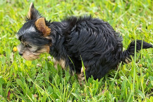 阿拉斯加犬喂什么才不妨变壮？长大的阿拉不妨吃生肉吗？