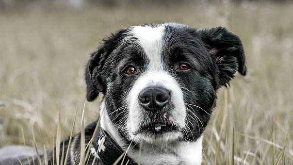 尔家阿拉斯加幼犬伤风了 不妨吃些什么药