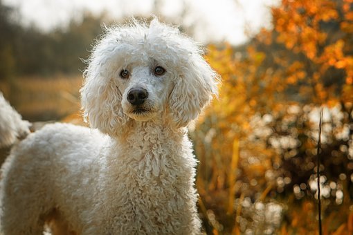 阿拉斯加犬能吃桔子吗？