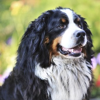 二个月大的阿拉斯加犬伤风能喝酸奶吗?