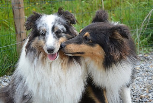 阿拉斯加犬能吃桔子吗？