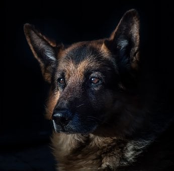 怎么样练习狗狗阿拉斯加犬瞅门