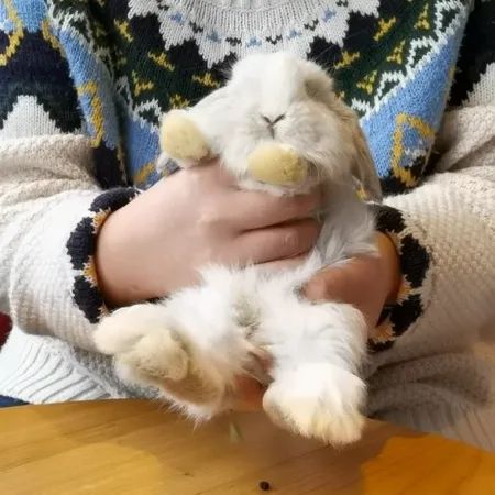 你还是在抱兔兔时被踹吗？教你一招方法解决抱兔兔难问题(图4)