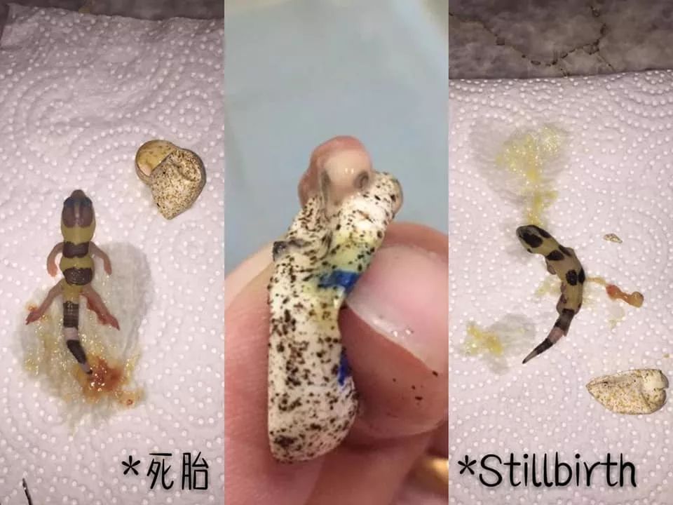肥尾守宫繁殖业者的心酸╥﹏╥，作为爬宠玩家的你是否能够体会得到(图4)