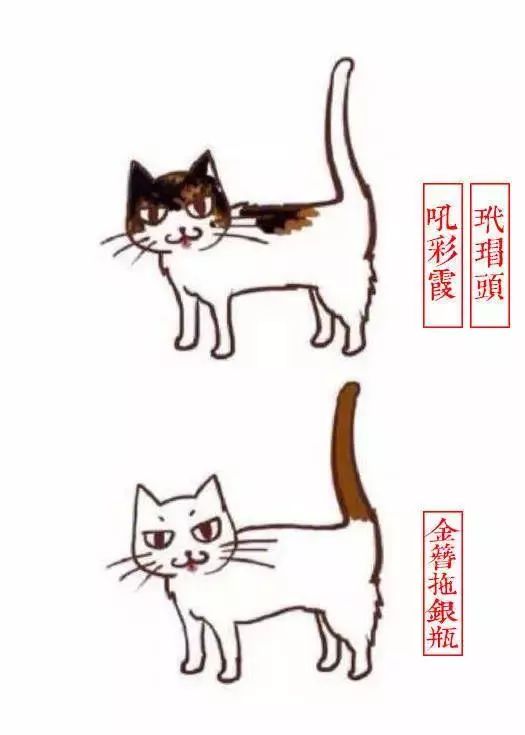 中国人最喜欢养的五种猫！你家主子入选了吗？(图7)