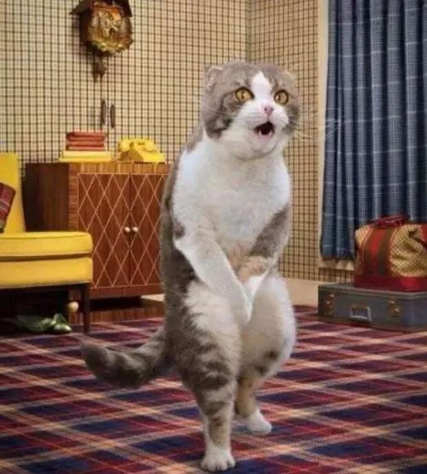 猫主子的尿正常吗？这几件事可判断！只花2毛钱就能测试(图4)