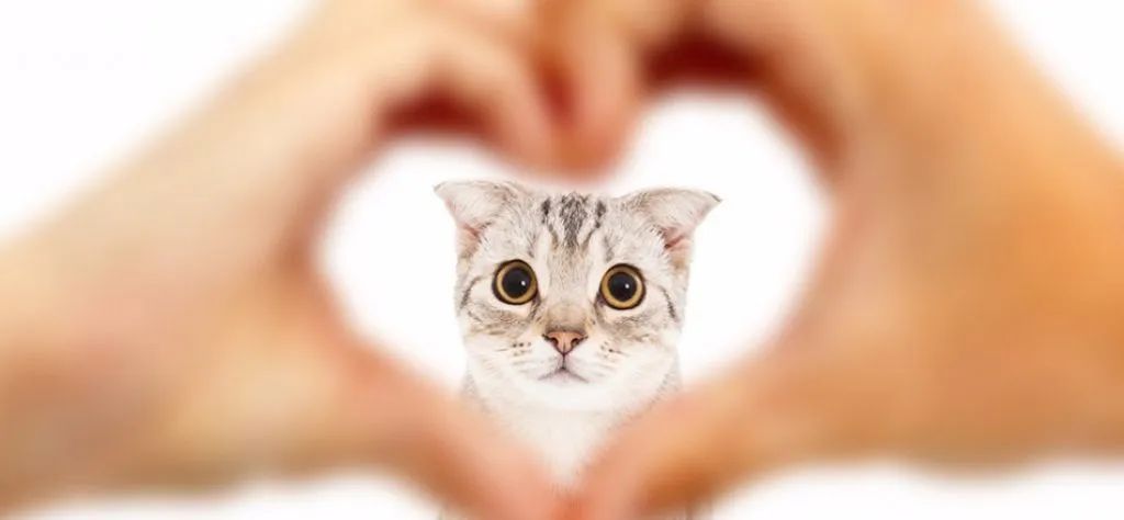 向猫说「我爱你」的正确方式！真爱猫就别让他只吃猫粮(图1)
