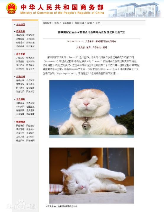 初代网红猫「猫叔」去世！他活到18岁的长寿秘诀你也应该记住(图11)