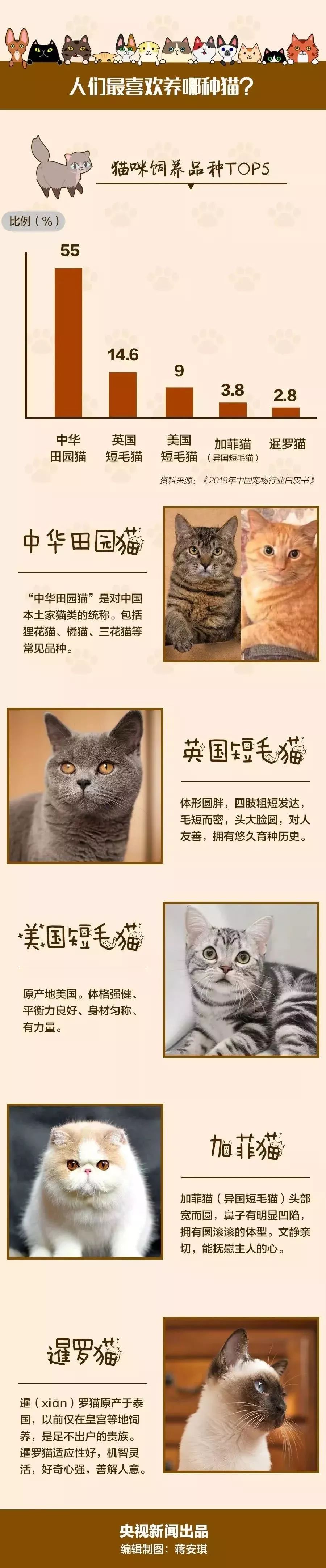 中国人最喜欢养的五种猫！你家主子入选了吗？(图1)